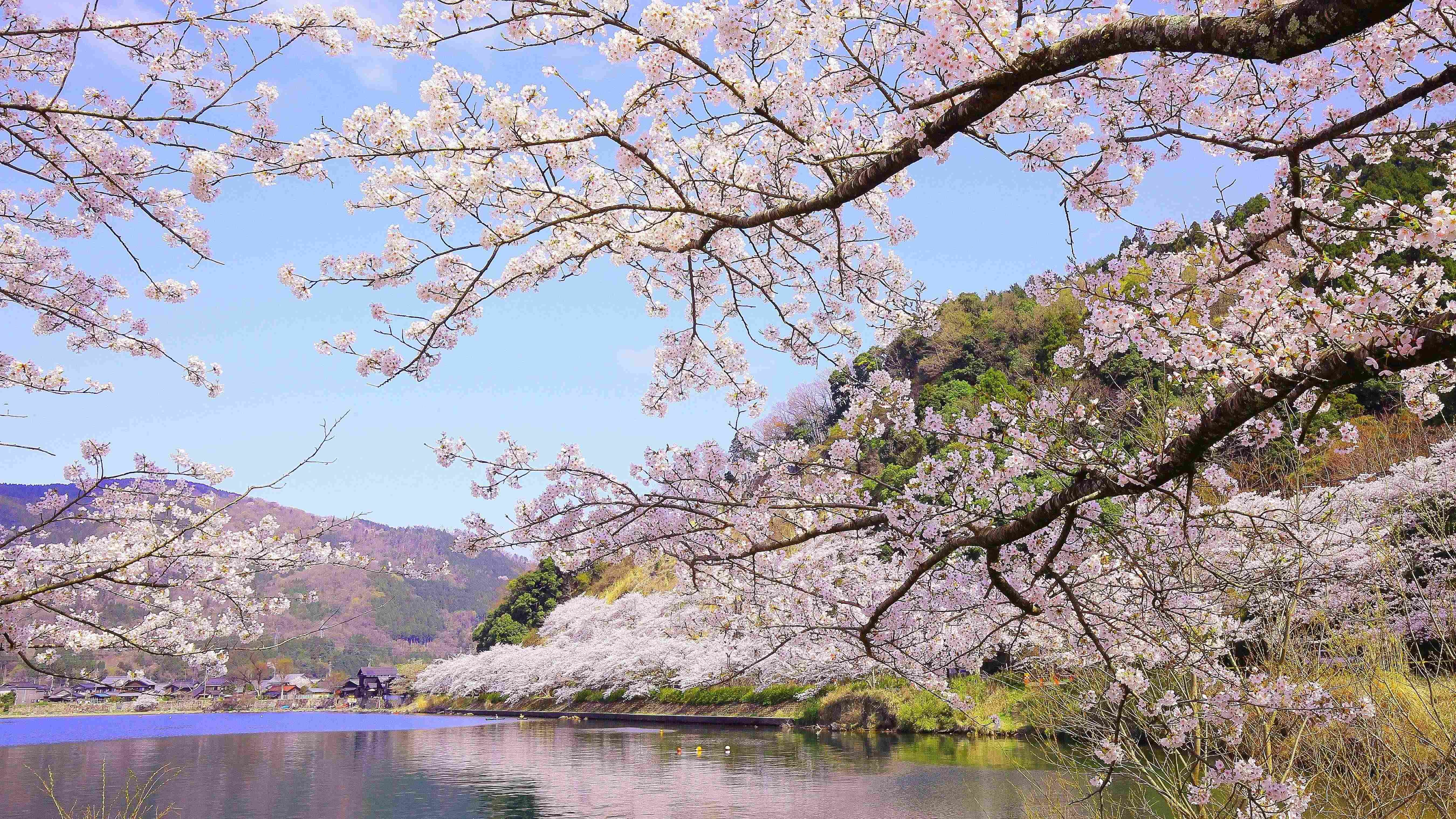 四季を映すまち 高島市の魅力｜おすすめ情報｜サンクチュアリコート