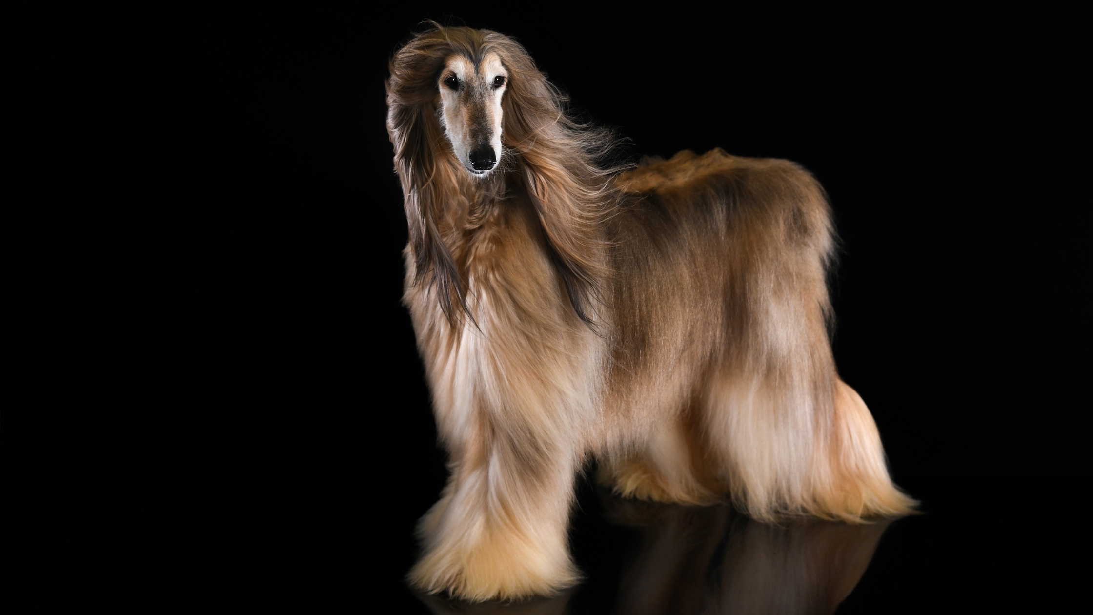 愛犬専門プロカメラマンによる愛犬撮影会｜おすすめ情報