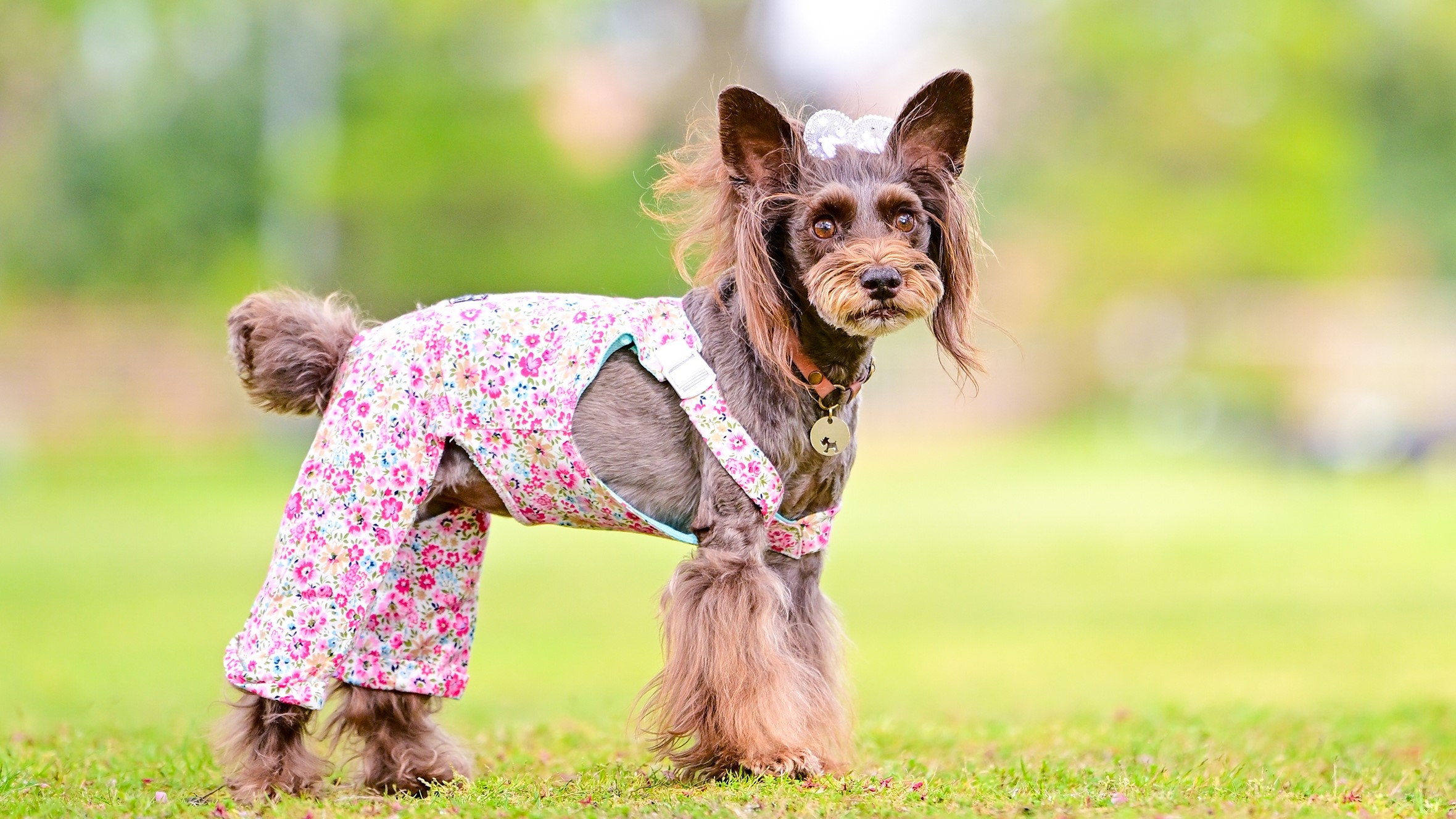 愛犬専門プロカメラマンによる愛犬撮影会｜おすすめ情報