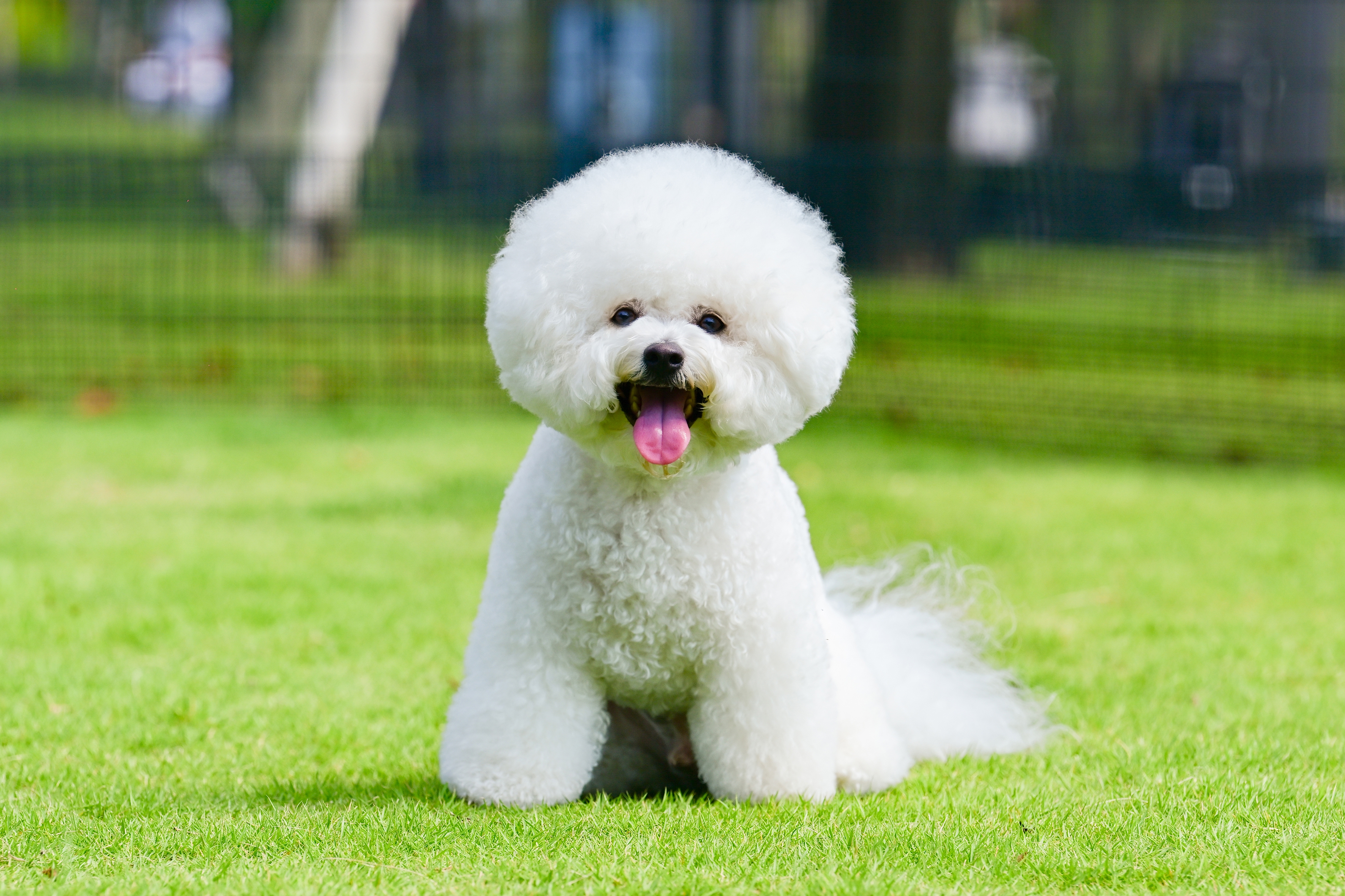 愛犬専門プロカメラマンによる愛犬撮影会｜おすすめ情報