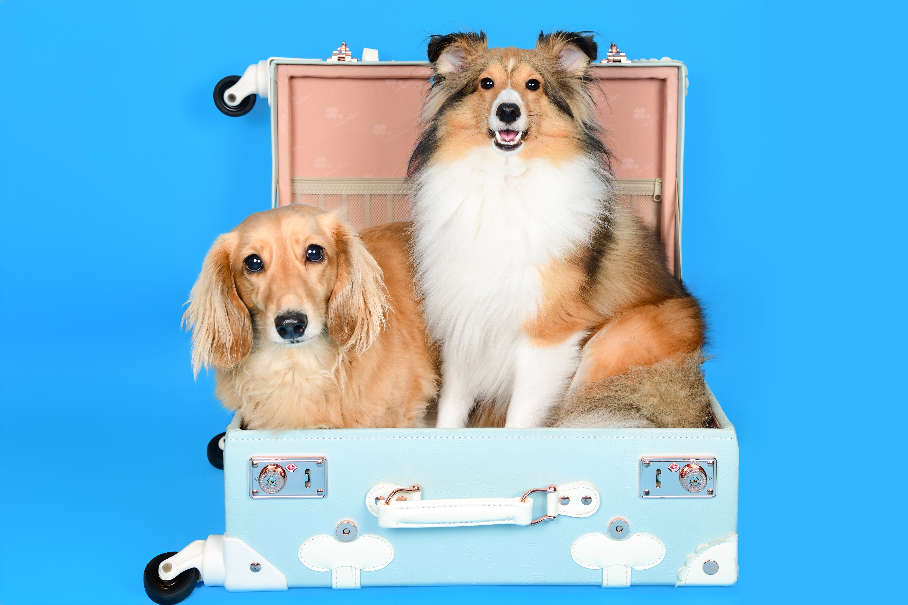 愛犬専門プロカメラマンによる愛犬撮影会｜おすすめ情報