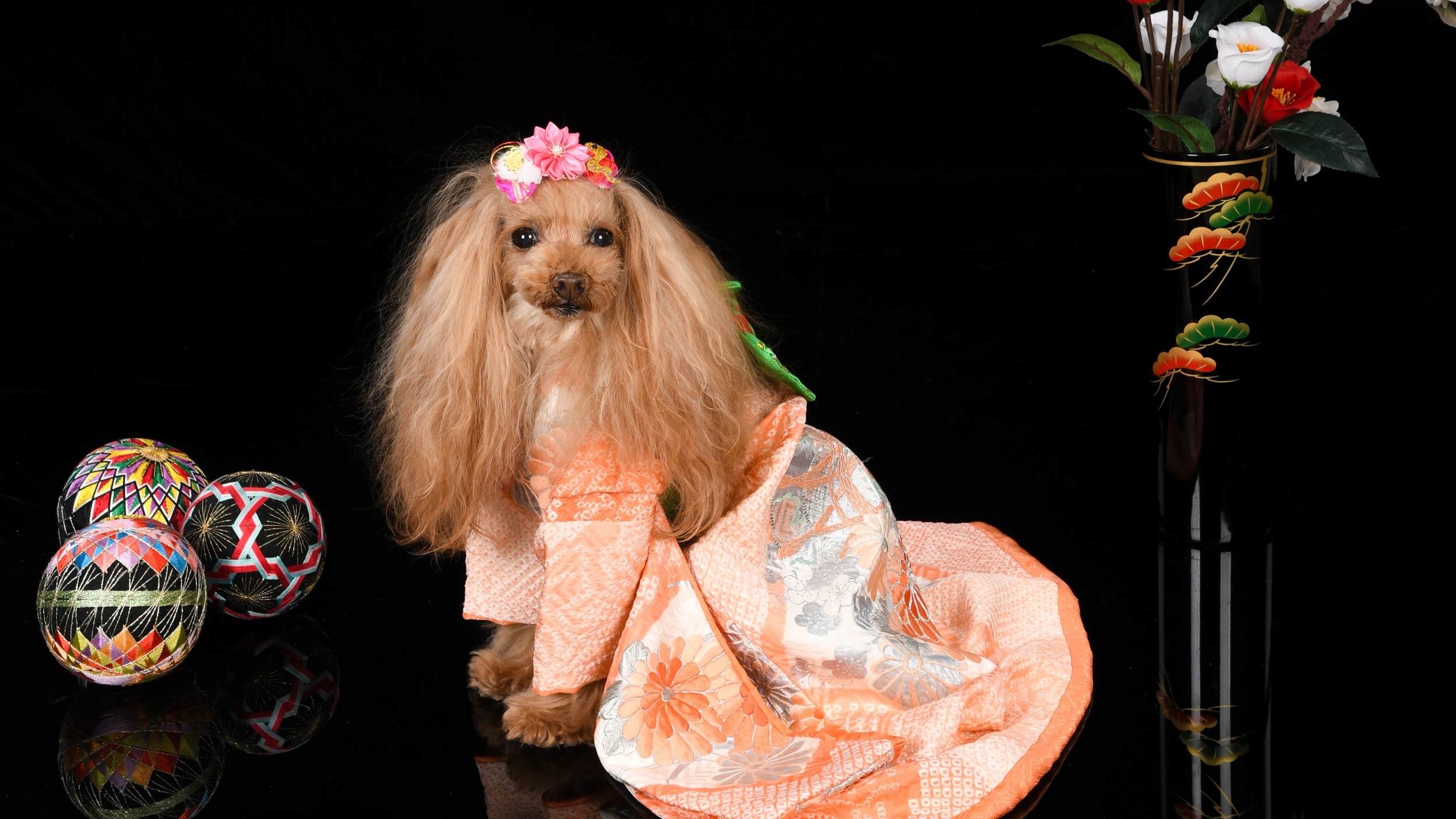 愛犬専門プロカメラマンによる愛犬撮影会｜おすすめ情報