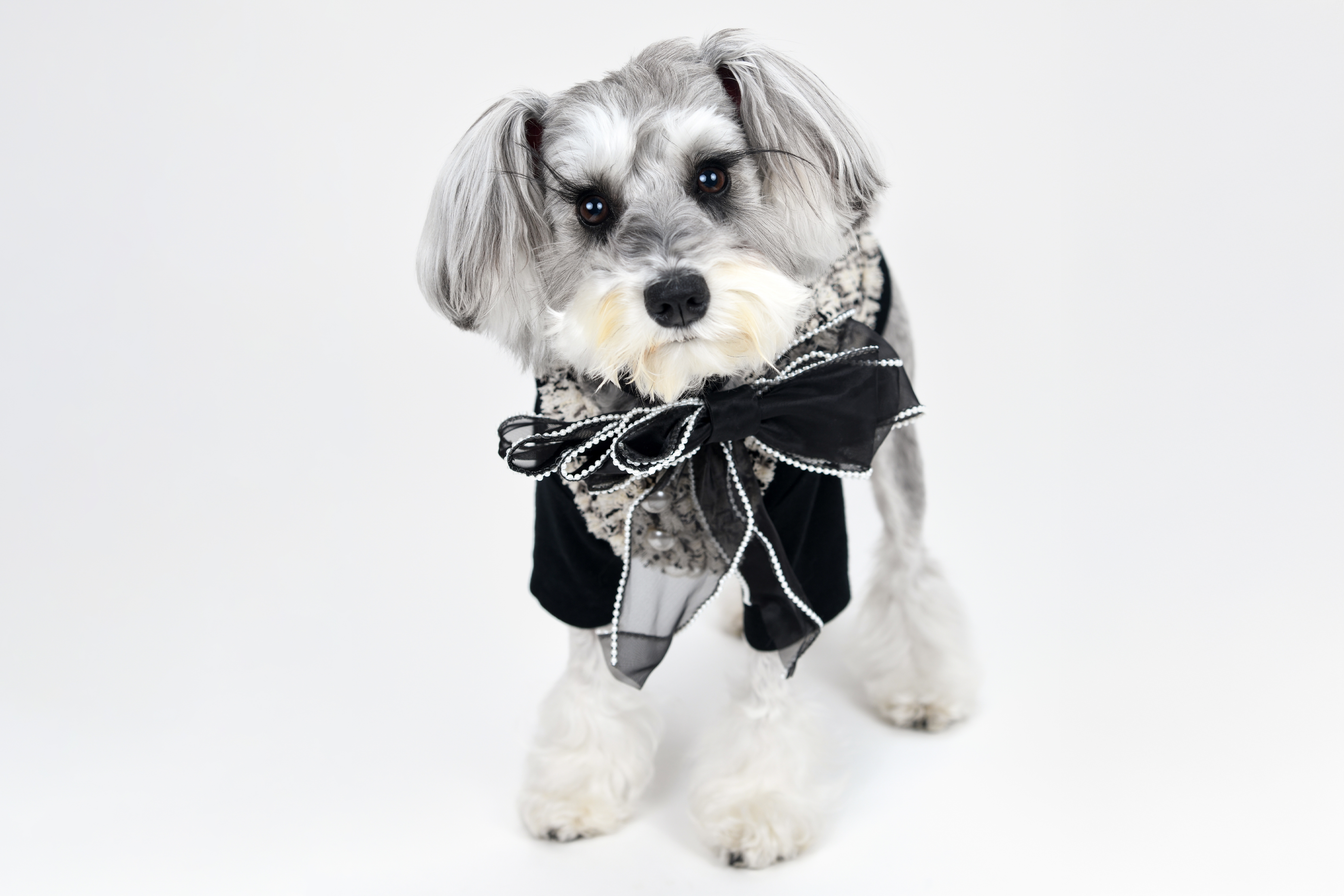 愛犬専門プロカメラマンによる愛犬撮影会｜おすすめ情報