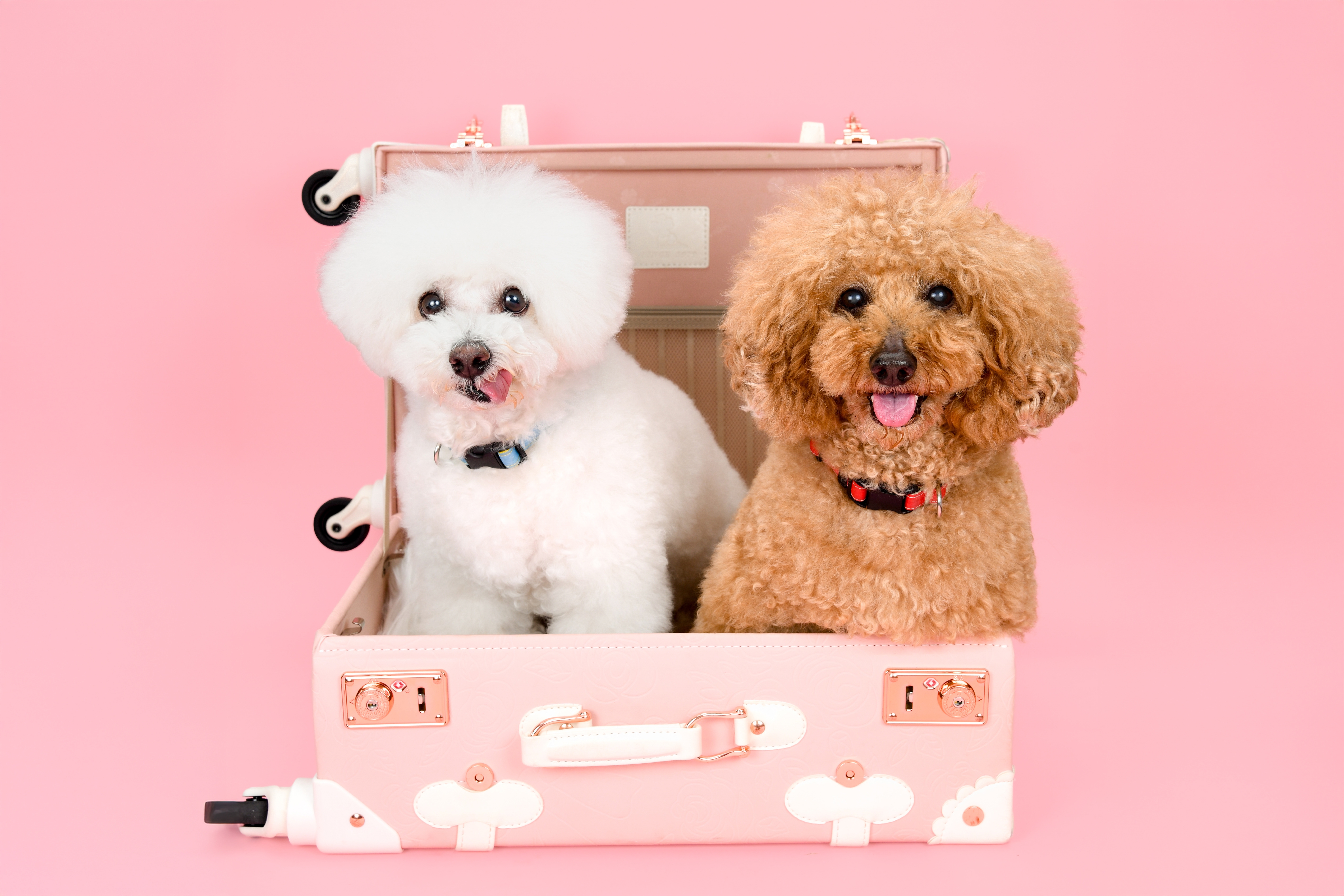 愛犬専門プロカメラマンによる愛犬撮影会｜おすすめ情報
