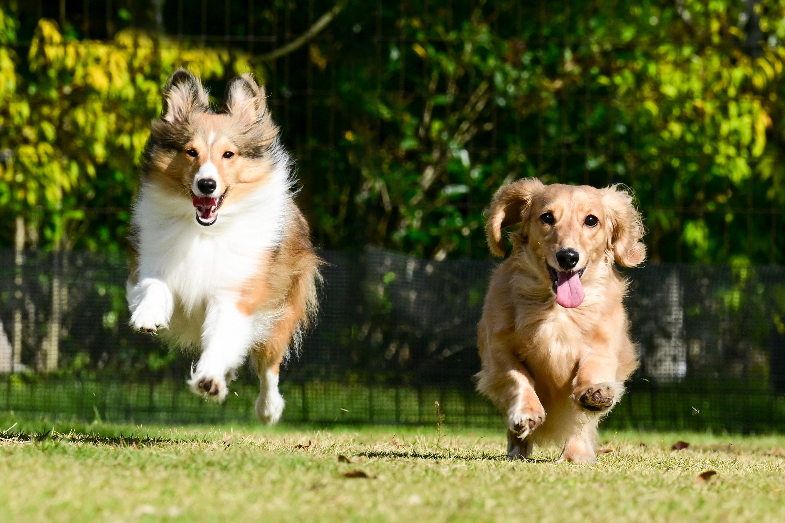 愛犬専門プロカメラマンによる愛犬撮影会｜おすすめ情報