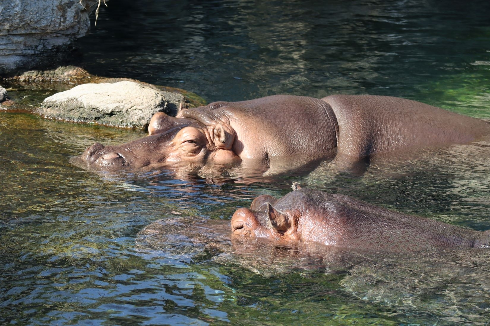 おすすめ情報｜ホテルトラスティ 大阪 阿倍野｜ホテル｜リゾート