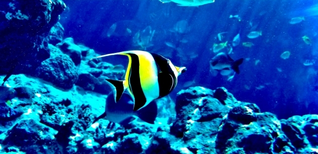 海中展望船 NOAH｜おすすめ情報｜グランドエクシブ初島クラブ｜ホテル