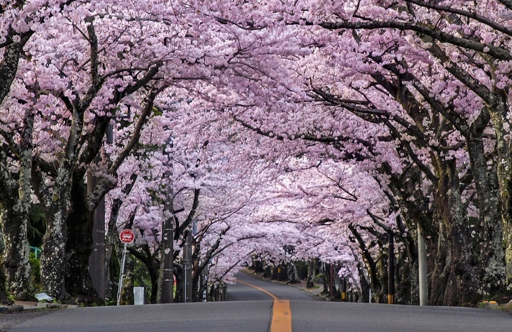 満開のソメイヨシノ－3kmの桜トンネル－「伊豆高原桜並木