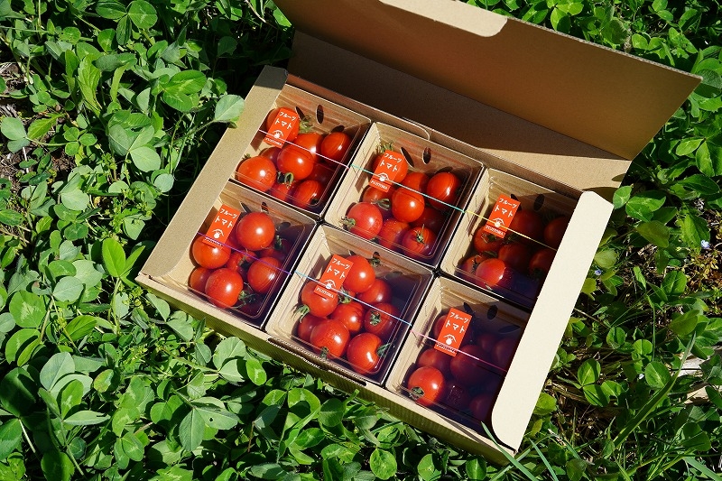 産地直送便フルーツトマト「FUJITOMA」｜おすすめ情報｜エクシブ山中湖